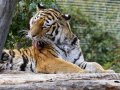 ZOO-Viden 24 srpen 2014 052.JPG